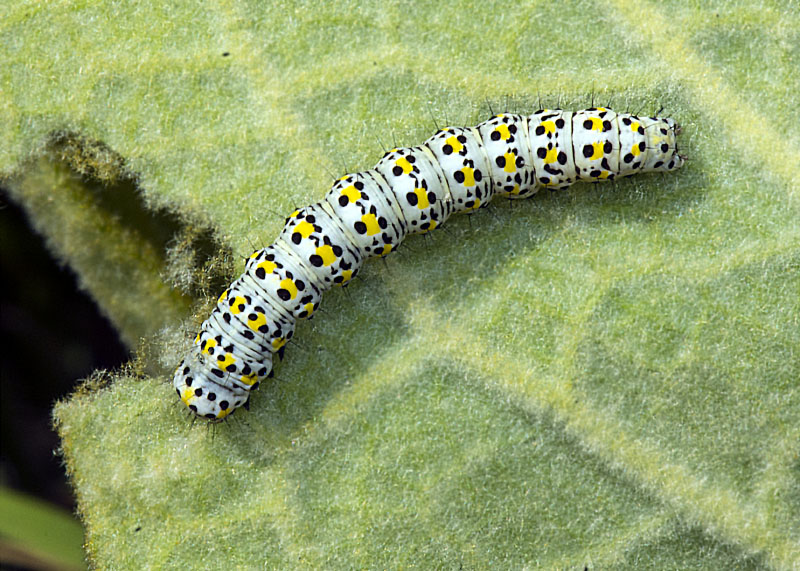 Bruco - Cucullia (Shargacucullia) verbasci, Noctuidae